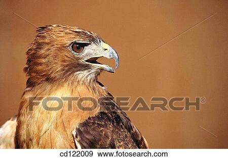 Red-tailed Hawk (Buteo jamaicensis) View Large Photo Image Stock Photo - Red-tailed Hawk (Buteo jamaicensis). Fotosearch