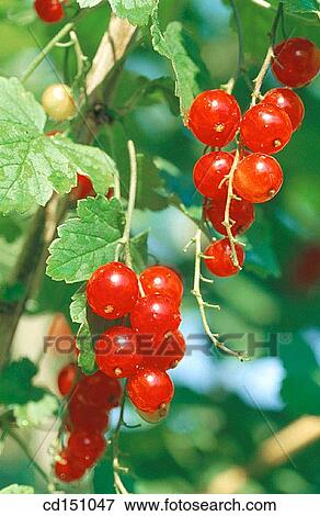 Redcurrants View Large Photo Image Stock Photo - Redcurrants. Fotosearch