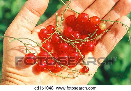 Redcurrants View Large Photo Image Stock Photo - Redcurrants. Fotosearch