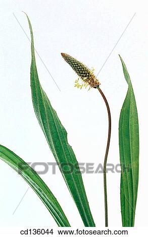 Picture - Ribgrass (Plantago lanceolata). Fotosearch