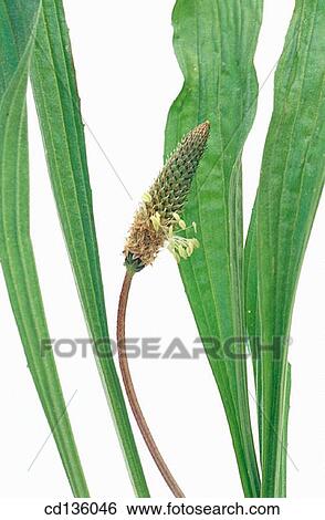 Ribgrass (Plantago lanceolata) View Large Photo Image Stock Photograph - Ribgrass (Plantago lanceolata). Fotosearch