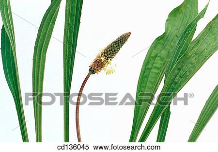 Stock Photography - Ribgrass (Plantago lanceolata). Fotosearch