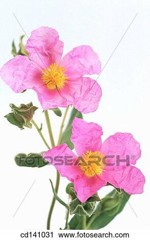Rock Rose (Cistus albidus) View Large Photo Image Stock Image - Rock Rose (Cistus albidus). Fotosearch