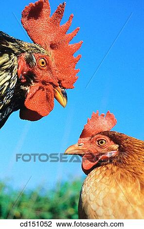 Rooster and hen View Large Photo Image Stock Image - Rooster and hen. Fotosearch
