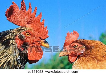 Rooster and hen View Large Photo Image Stock Image - Rooster and hen. Fotosearch