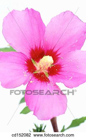 Rose of Sharon, Hibiscus syriacus View Large Photo Image Stock Image - Rose of Sharon, Hibiscus syriacus. Fotosearch