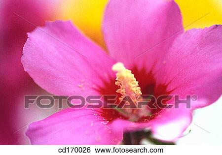 Rose of Sharon (Hibiscus syriacus) View Large Photo Image Stock Photograph - Rose of Sharon (Hibiscus syriacus). Fotosearch