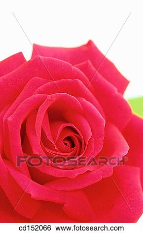 Rose, Rosa hybr. View Large Photo Image Stock Photograph - Rose, Rosa hybr.. Fotosearch