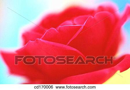 Rose (Rosa hybr. ) View Large Photo Image Stock Photograph - Rose (Rosa hybr. ). Fotosearch