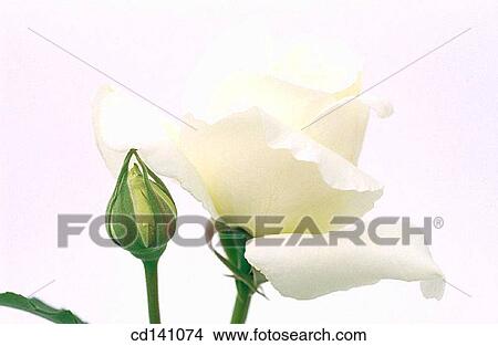 Rose (Rosa sp. ) View Large Photo Image Picture - Rose (Rosa sp. ). Fotosearch