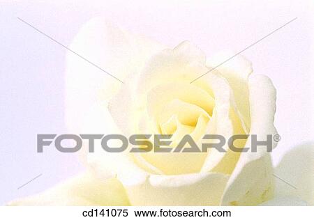 Rose (Rosa sp. ) View Large Photo Image Stock Photography - Rose (Rosa sp. ). Fotosearch