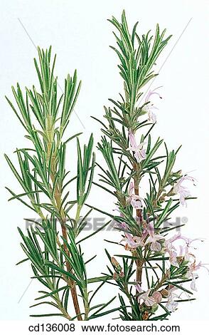 Rosemary (Rosmarinus officinalis) View Large Photo Image Stock Photo - Rosemary (Rosmarinus officinalis). Fotosearch