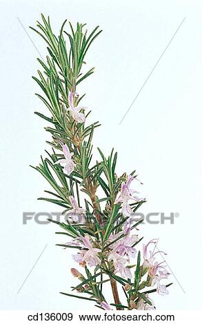 Rosemary (Rosmarinus officinalis) View Large Photo Image Stock Photo - Rosemary (Rosmarinus officinalis). Fotosearch