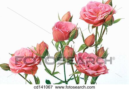 Roses (Rosa sp. ) View Large Photo Image Stock Photo - Roses (Rosa sp. ). Fotosearch