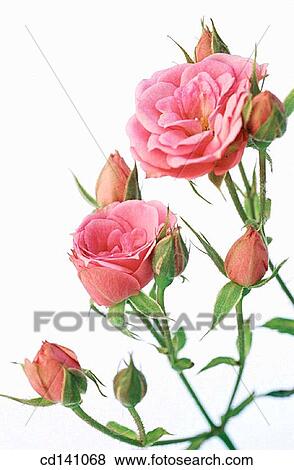 Roses (Rosa sp. ) View Large Photo Image Stock Photo - Roses (Rosa sp. ). Fotosearch