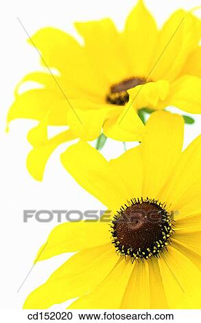 Rudbeckia fulgida View Large Photo Image Stock Image - Rudbeckia fulgida. Fotosearch