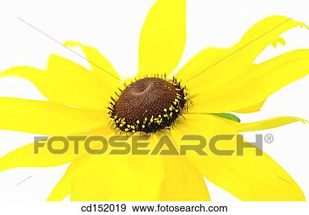 Rudbeckia fulgida View Large Photo Image Stock Photo - Rudbeckia fulgida. Fotosearch