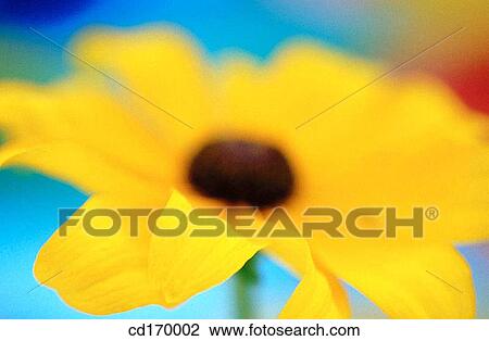 Rudbeckia hybr. View Large Photo Image Stock Image - Rudbeckia hybr.. Fotosearch