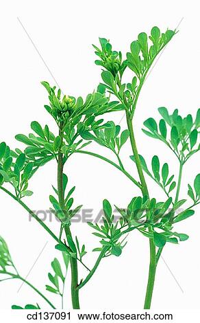 Rue (Ruta graveolens) View Large Photo Image Stock Image - Rue (Ruta graveolens). Fotosearch