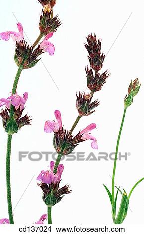 Sage (Salvia officinalis) View Large Photo Image Picture - Sage (Salvia officinalis). Fotosearch