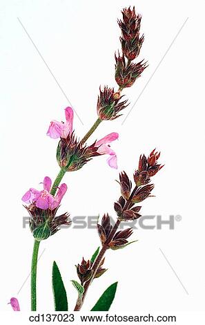 Sage (Salvia officinalis) View Large Photo Image Stock Image - Sage (Salvia officinalis). Fotosearch