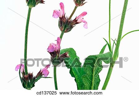 Stock Photography - Sage (Salvia officinalis). Fotosearch