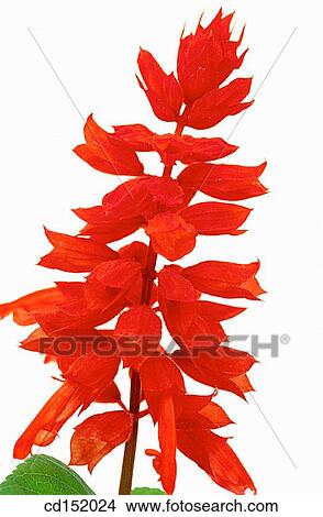 Salvia splendens View Large Photo Image Picture - Salvia splendens. Fotosearch