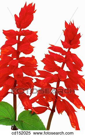Salvia splendens View Large Photo Image Stock Photography - Salvia splendens. Fotosearch