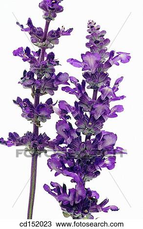 Salvia superba View Large Photo Image Stock Image - Salvia superba. Fotosearch