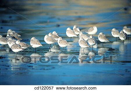 Stock Photo - Sanderlings (Calidris alba). Fotosearch