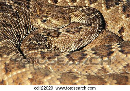 Santa Catalina Island Rattlesnake or Rattleless Rattlesnake (Crotalus catalinensis) View Large Photo Image Stock Photo - Santa Catalina Island Rattlesnake or Rattleless Rattlesnake (Crotalus catalinensis). Fotosearch