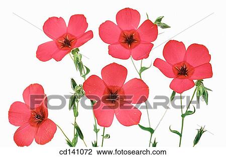 Scarlet Flax (Linum grandiflorum) View Large Photo Image Stock Image - Scarlet Flax (Linum grandiflorum). Fotosearch