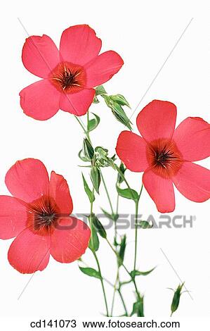 Scarlet Flax (Linum grandiflorum) View Large Photo Image Stock Image - Scarlet Flax (Linum grandiflorum). Fotosearch