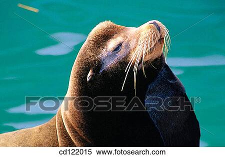 Sea lion View Large Photo Image Stock Photography - Sea lion. Fotosearch