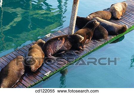 Sea Lions on boat dock. Newport Bay. Oregon. USA View Large Photo Image Stock Photography - Sea Lions on boat dock. Newport Bay. Oregon. USA. Fotosearch