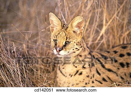 Serval (Felis serval). African savannah View Large Photo Image Stock Image - Serval (Felis serval). African savannah. Fotosearch