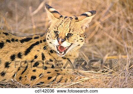 Serval (Felis serval). African savannah View Large Photo Image Stock Photograph - Serval (Felis serval). African savannah. Fotosearch
