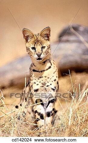 Picture - Serval (Felis serval), captive. African savannah. Fotosearch