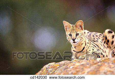 Serval (Felis serval), captive. African sabana View Large Photo Image Stock Image - Serval (Felis serval), captive. African sabana. Fotosearch
