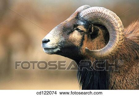 Sheep View Large Photo Image Picture - Sheep. Fotosearch
