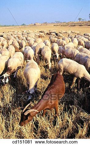 Sheep View Large Photo Image Stock Image - Sheep. Fotosearch