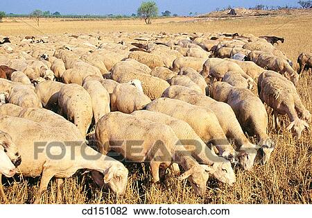 Sheep View Large Photo Image Stock Image - Sheep. Fotosearch