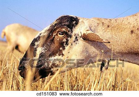 Sheep View Large Photo Image Stock Image - Sheep. Fotosearch