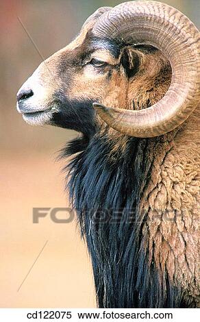 Stock Photography - Sheep. Fotosearch