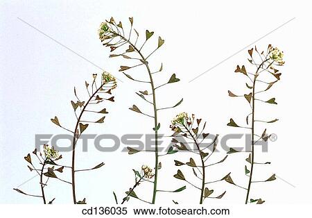 Stock Photography - Shepherd's Purse (Capsella bursa-pastoris). Fotosearch