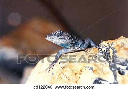 Stock Image - Side-blotched Lizard (Uta palmeri). Fotosearch