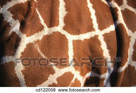 Skin pattern of giraffe (Giraffa camelopardalis reticulata) View Large Photo Image Stock Photo - Skin pattern of giraffe (Giraffa camelopardalis reticulata). Fotosearch