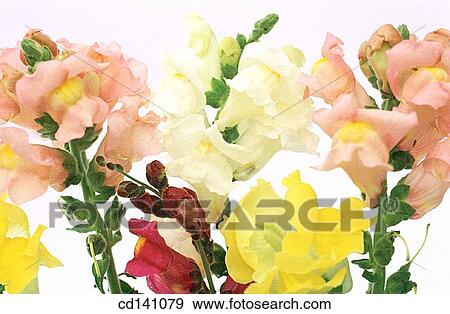 Snapdragons (Antirrhinum majus) View Large Photo Image Stock Photo - Snapdragons (Antirrhinum majus). Fotosearch