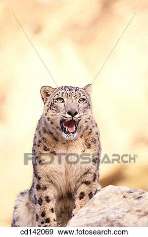 Snow Leopard (Panthera uncia). Asia View Large Photo Image Stock Photo - Snow Leopard (Panthera uncia). Asia. Fotosearch