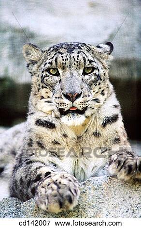 Snow Leopard (Panthera uncia). Woodland Park Zoo. Seattle. Washington. USA View Large Photo Image Stock Photo - Snow Leopard (Panthera uncia). Woodland Park Zoo. Seattle. Washington. USA. Fotosearch